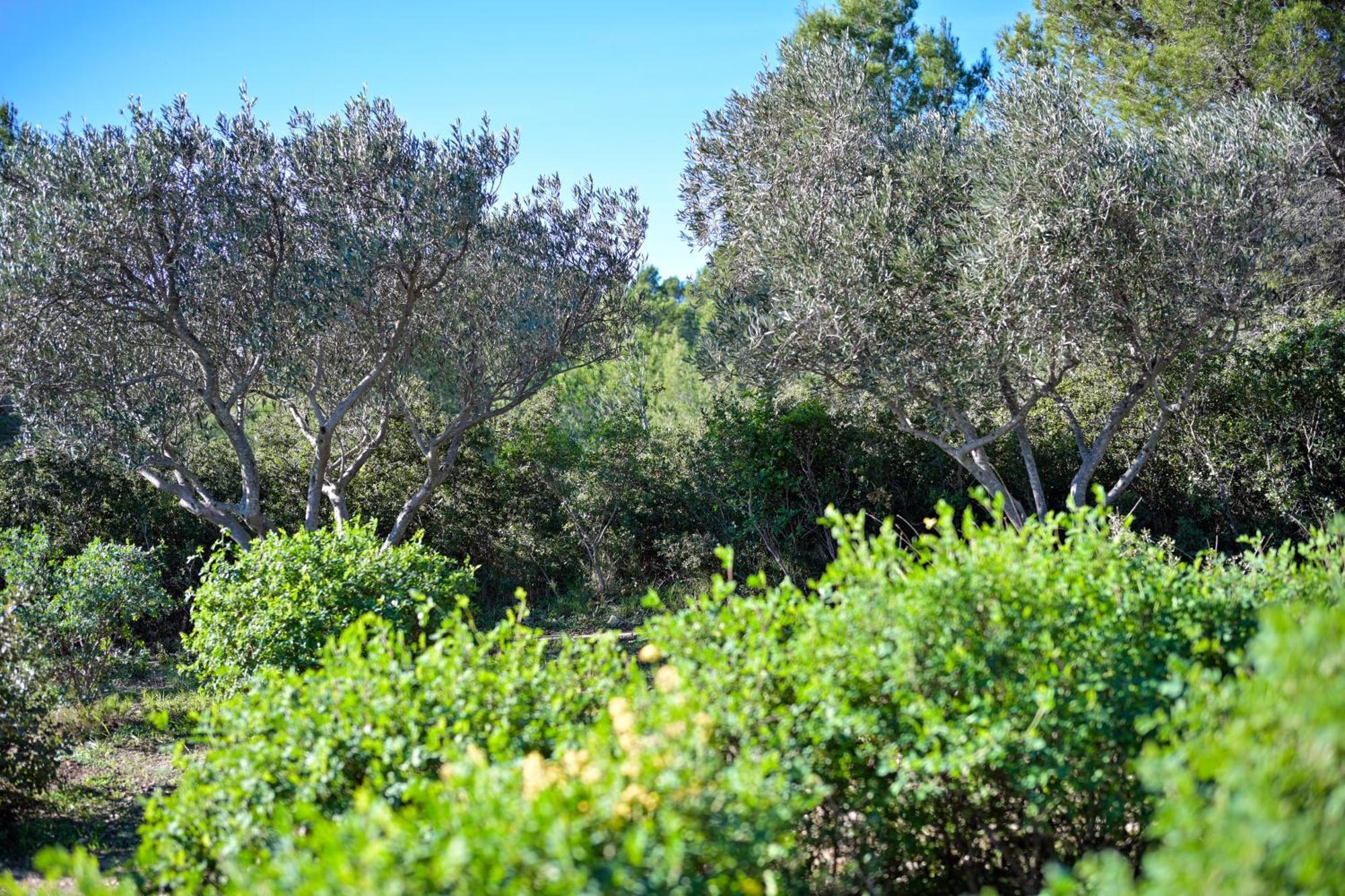 Les Garrigues De La Vallee Des Baux Paradou Εξωτερικό φωτογραφία